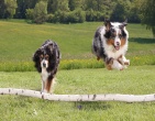 Animals wallpaper 003