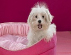 Animals wallpaper 005