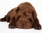 Animals wallpaper 006