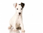 Animals wallpaper 007