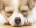 animals wallpaper 008