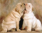 Animals wallpaper 009