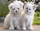 Animals wallpaper 011