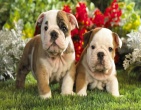 Animals wallpaper 013