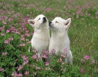 animals wallpaper 014