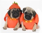 animals wallpaper 015