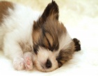 Animals wallpaper 019