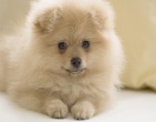 Animals wallpaper 020