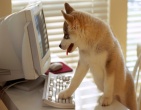 Animals wallpaper 021