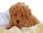 animals wallpaper 022