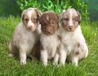 Animals wallpaper 023