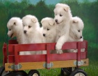 Animals wallpaper 024