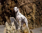 Animals wallpaper 025