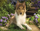 Animals wallpaper 026