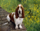 Animals wallpaper 027