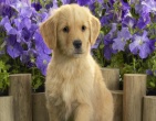 animals wallpaper 028