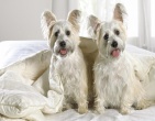 Animals wallpaper 029
