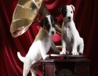 Animals wallpaper 030