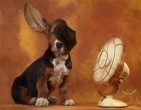 animals wallpaper 031