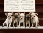 animals wallpaper 032