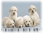 Animals wallpaper 033