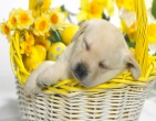 Animals wallpaper 034
