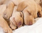 animals wallpaper 035