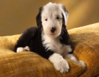 Animals wallpaper 037
