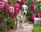 animals wallpaper 038