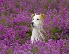 Animals wallpaper 039