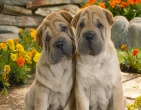 animals wallpaper 040