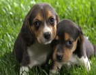 animals wallpaper 041