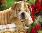 Animals wallpaper 042