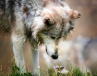Animals wallpaper 043