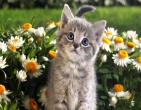 animals wallpaper 044