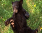 Animals wallpaper 045