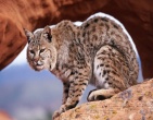 Animals wallpaper 046