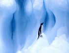 Animals wallpaper 047