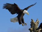 Animals wallpaper 048