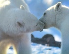 Animals wallpaper 049