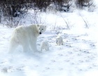 Animals wallpaper 051
