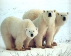 Animals wallpaper 052