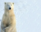 Animals wallpaper 054