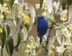 Animals wallpaper 055