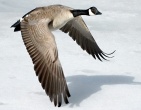 Animals wallpaper 056