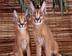 Animals wallpaper 057