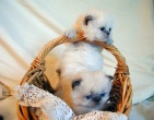 Animals wallpaper 058