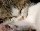 Animals wallpaper 059