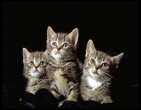 Animals wallpaper 060