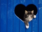 Animals wallpaper 061